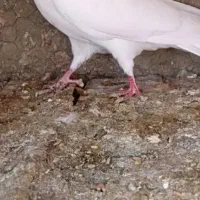 کبوتر گمشده