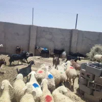 ۳۰میش بز