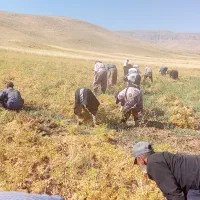 سرکارگر کشاورزی هستم جهت امور کشاورزی و باغبانی
