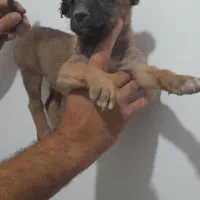 توله سگ سرابی اصل