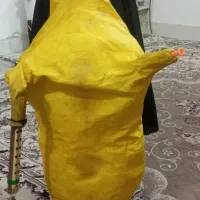 نی  انبون نو نو