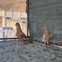 کبوتر جفتی