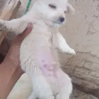 توله تول