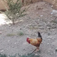 خروس محلی