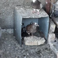 تعدادی کبوتر معاوضه با سرور ماده
