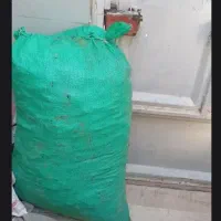 زغال سوسن