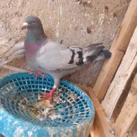 پرنده