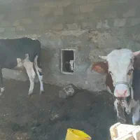 گوساله نر