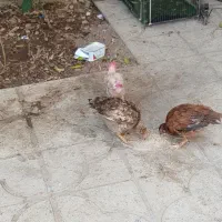 جوجه