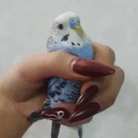پرنده