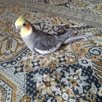 عروس هلندی سخنگو/ جفت