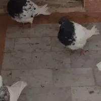 کبوتر کله سیاه جفت