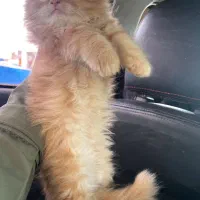 پیشی با رنگ خاص