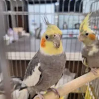 عروس هلندی پرنده نر سخنگو