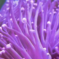 فروش مرجان قیمت مناسب