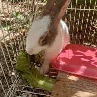 خرگوش