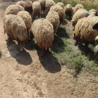 فروش گوسفند