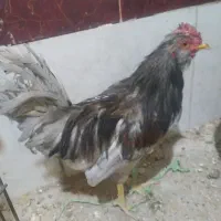 خروس