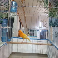 قناری نر مست پرتقالی