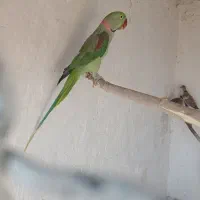 شاه طوطی اسکندری