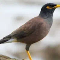 مینا ۲ماه  سالمو سرحال