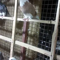 کبوتر