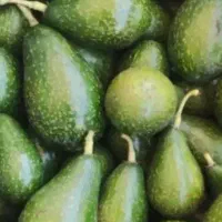 خریدار آووکادو آوکادو