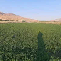 فروش یونجه