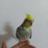 عروس هلندی
