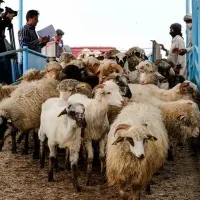 گوسفند.گاو.زنده.باهر قیمتی.گشتار رایگان|حیوانات مزرعه|مشهد, نوید (بلوار کشاورز)|دیوار