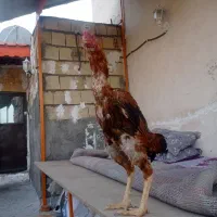 خروس لاری