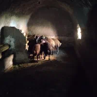 فروش بره نر وماده