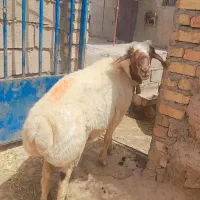 قوچ