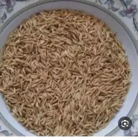 جو سورتینگ شده 20 کیلو