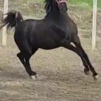 اسب درجه ۱ نریان