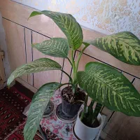 گل وگیاه