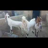 بزو دوبور. گلابی