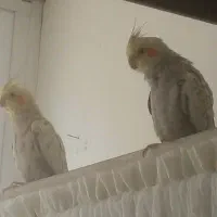 عروس هلندی