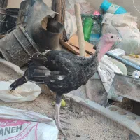 بوقلمون ماده