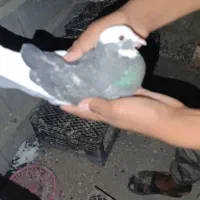 کبوتر|پرنده|کهنوج, |دیوار