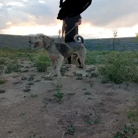 سگ عراقی ۱۴ماهه  قابل معاوضه