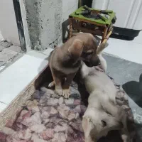 سگ پاکوتاه بامادرش ستا سه ماه