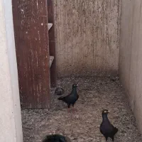 کبوتر