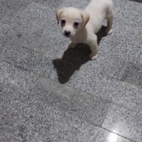 سگ پاکوتاه