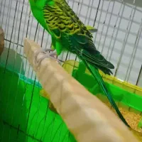 مرغ عشق نر با قفس