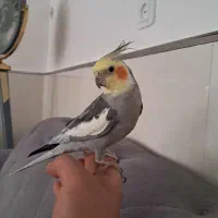 عروس هلندی سخنگو و دستی