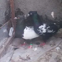 کفتر سینه کاکلی