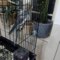 عروس هلندینرو ماه
