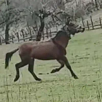 قاطر قوی نریان باری سواری بشرط بار ۵ سال