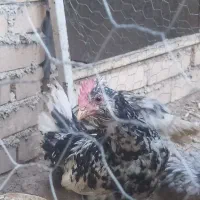 دو عدد جوجه خروس گلین لری